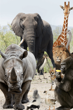 Spenden für Tierparks u. Tierheime