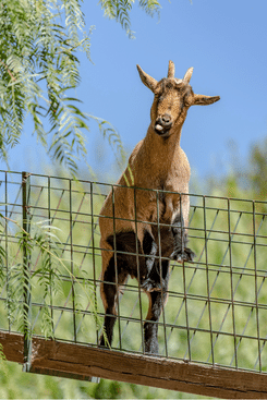 Spenden für Tiere neue Wege gehen